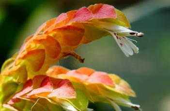 虾衣花 虾衣花图片