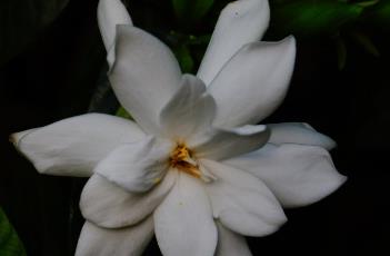 栀子花 栀子花的正确养法