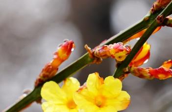 迎春花（迎春花图片）