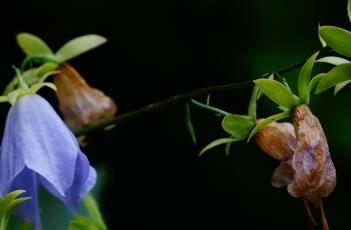 沙参_本草崇原 沙参_本草崇原