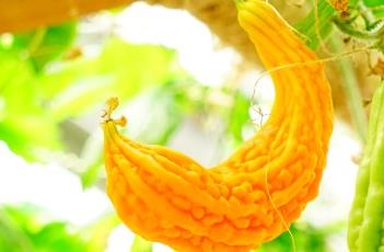 苦瓜_本草求真 (的苦瓜