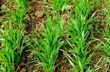 小麦苗（小麦苗的功效与作用）