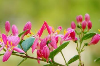 新疆忍冬（新疆忍冬果实）