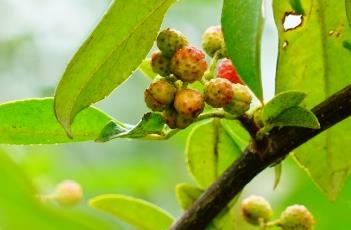 花椒_本草经疏（本草纲目 花椒）