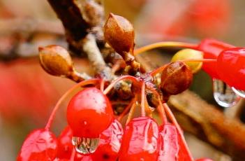 山茱萸_长沙药解 山茱萸长沙药解