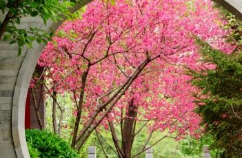 菊花桃