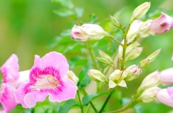 非洲凌霄 非洲凌霄花缺点