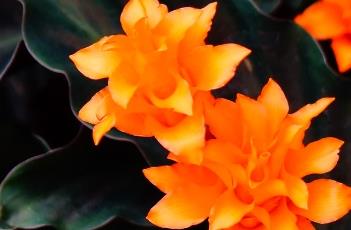 金花竹芋（金花竹芋多少钱一盆）