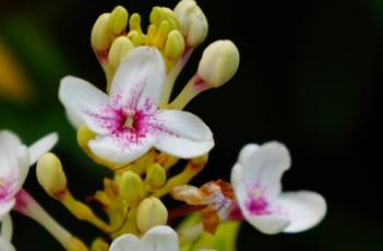 金叶拟美花（金叶拟美花,花）