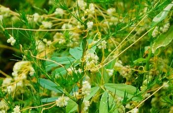 菟丝子_证类本草（菟丝子本草经）