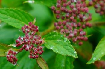 粉花绣线菊