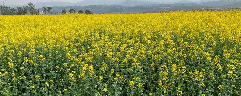 油菜花
