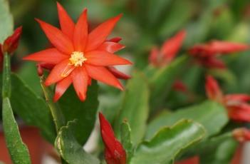 仙人指 仙人指路