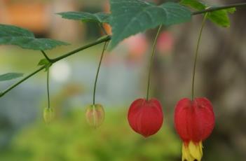 蔓性风铃花（蔓性风铃花花语）