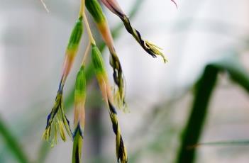 狭叶水塔花（狭叶水塔花养殖方法和注意事项）