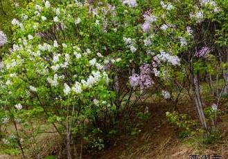 丁香花（丁香花背后的故事）