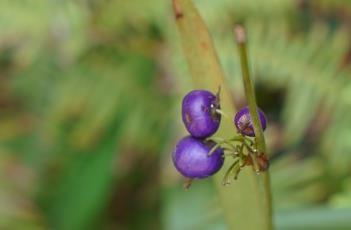 山菅兰（山菅兰是兰花吗?）