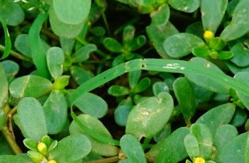 马齿苋（马齿苋晒干了有功效吗）