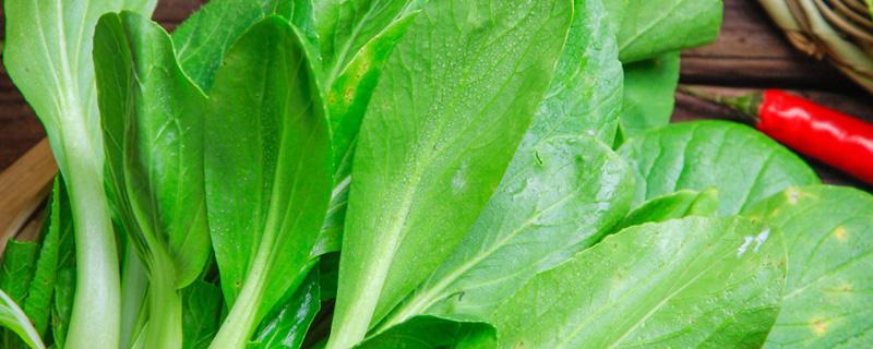 青菜的种植技术（青菜的种植技术视频）