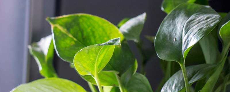 绿萝叶子发黄怎么养才能更旺盛(绿萝叶子发黄怎么养才能更旺盛了)