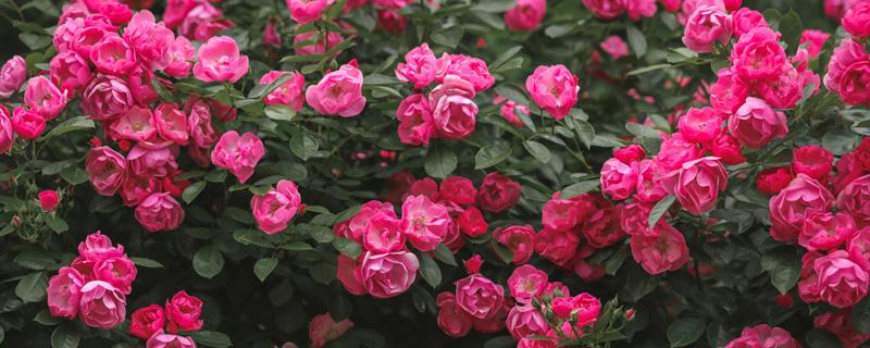 月季花什么时候修剪(冬季盆栽月季花什么时候修剪)