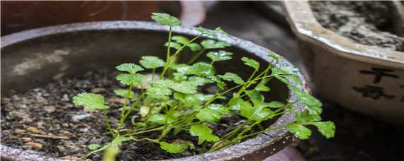 大田香菜种植技术（大香菜的种植方法）