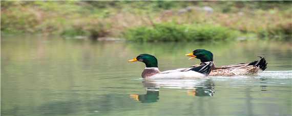 绿头鸭是什么鸭 绿头鸭是什么鸭子