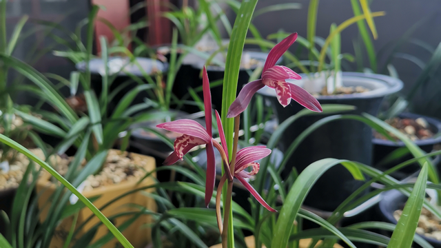 建兰墨宝真品鉴别 建兰墨宝真假