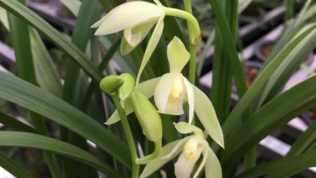 大凤素兰花一年开几次花 大凤素兰花开花时间