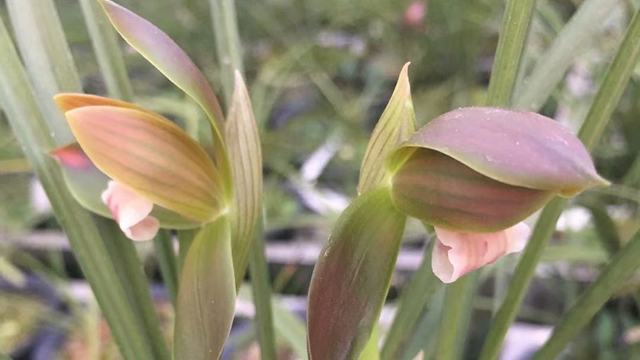 兰花夏天开花吗 兰花夏天生长吗