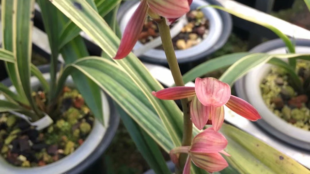 下山兰花怎么养（下山兰花怎么养殖）