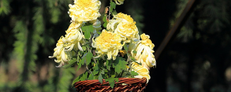 盆栽菊花怎样修剪 菊花的修剪方法