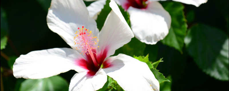 为什么芙蓉花并开两个色（芙蓉花花色为什么会变）