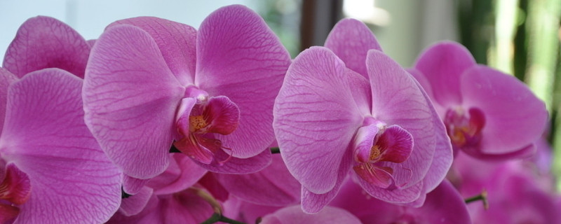 蝴蝶兰花苞蔫了还能再长出来吗(蝴蝶兰花苞掉了之后还会再开花吗)