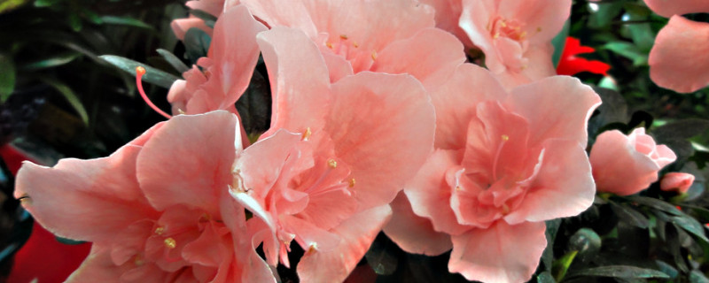 杜鹃花如何造型（杜鹃花如何造型和嫁接）