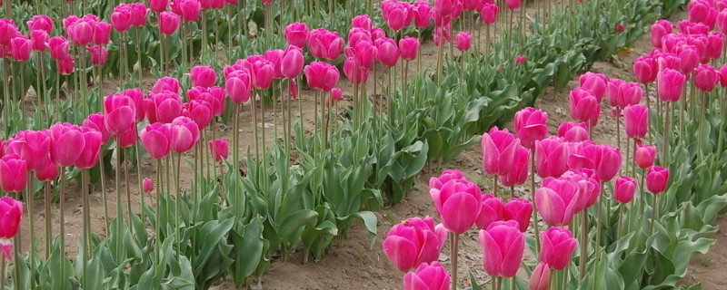 郁金香根球什么时候播种（郁金香种球什么时候发芽）