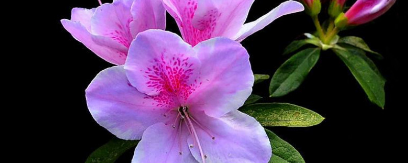 杜鹃花怎么养才开花 杜鹃花怎么养才开花好