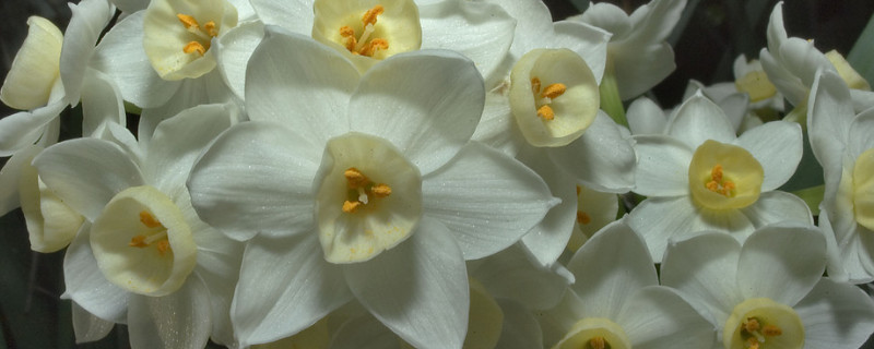 水仙花怕冷吗(水仙花越冷越好)