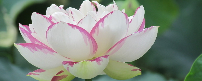 盆栽荷花如何移植（荷花怎么栽植）