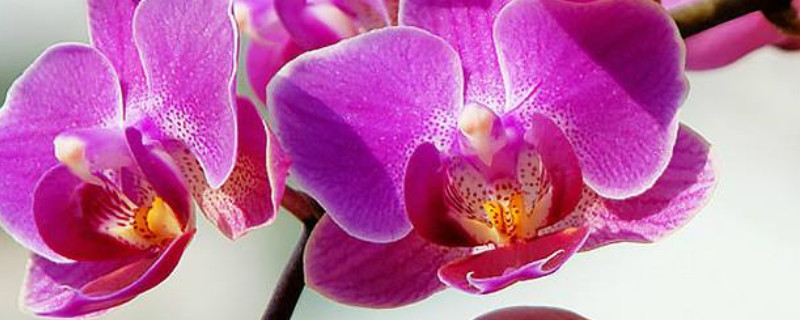 蝴蝶兰叶子掉了还能活吗（蝴蝶兰剩一片叶子还能活吗）