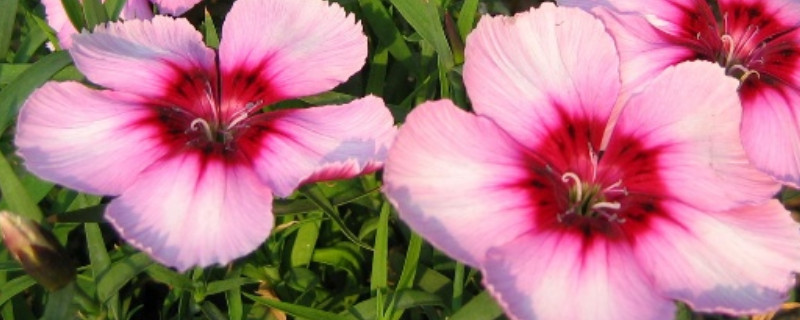 康乃馨有香味吗 康乃馨有没有香味