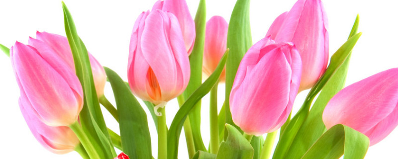 郁金香上盆后要浇水吗（郁金香种后多长时间浇水）