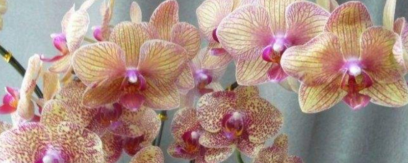 蝴蝶兰杂交注意事项（蝴蝶兰如何繁育）