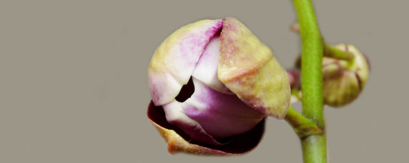 蝴蝶兰花剑枯了怎么办（蝴蝶兰有花剑后烂根怎么办）