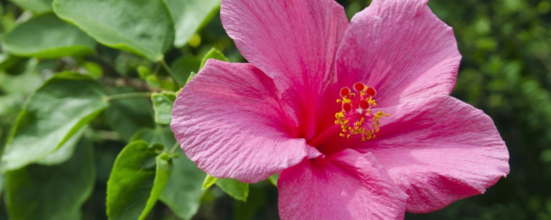 芙蓉花浇水多叶子黄吗（芙蓉花水浇多了会死掉吗）