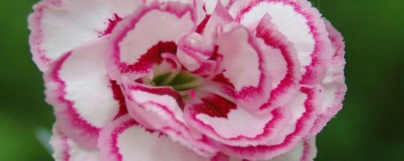 康乃馨如何分株 康乃馨怎么种植管理