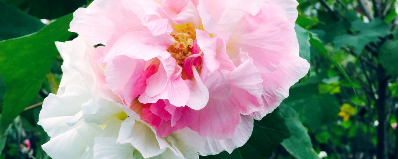 芙蓉花的颜色变化(芙蓉花的颜色变化作文)