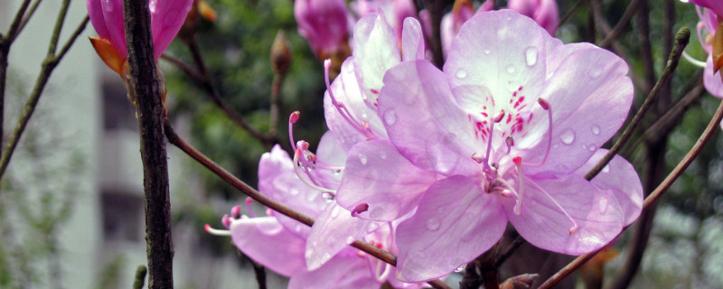 哪些杜鹃花的种类比较耐寒（耐寒杜鹃花品种有哪些）