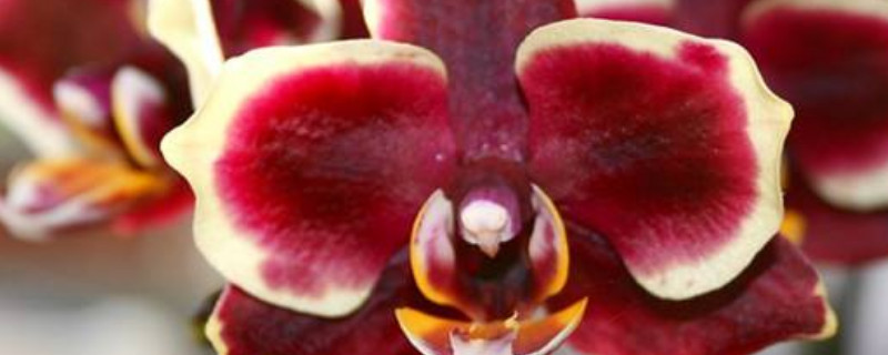 蝴蝶兰秋季可以栽种吗 蝴蝶兰冬天能移栽吗