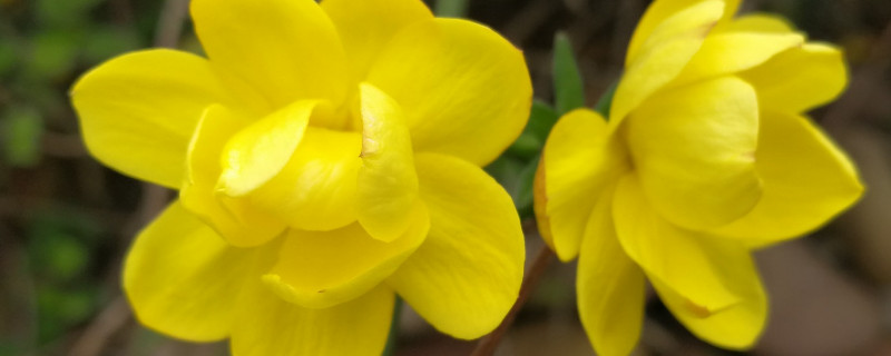 迎春花春天能插活吗 迎春花枝能插活吗